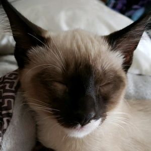 Meet your Posher, Kitten